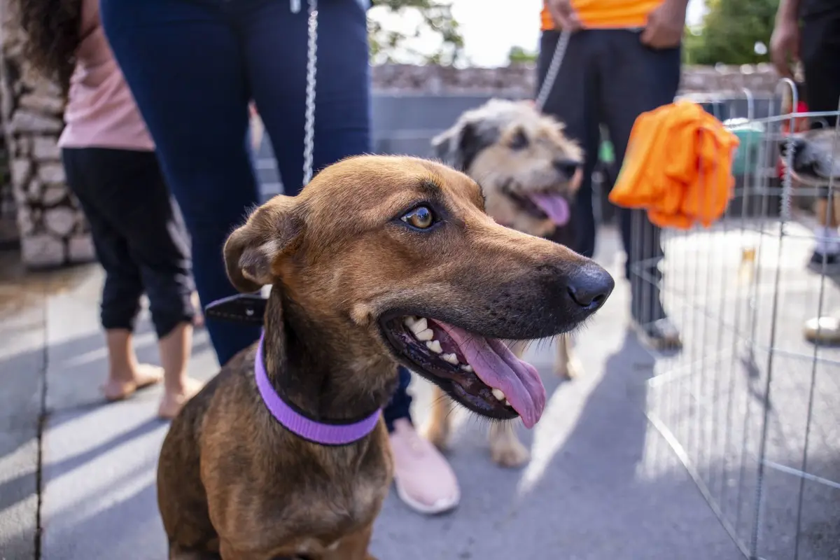 Prefeitura amplia proteção animal com mais de 2 mil ocorrências atendidas no primeiro semestre 
