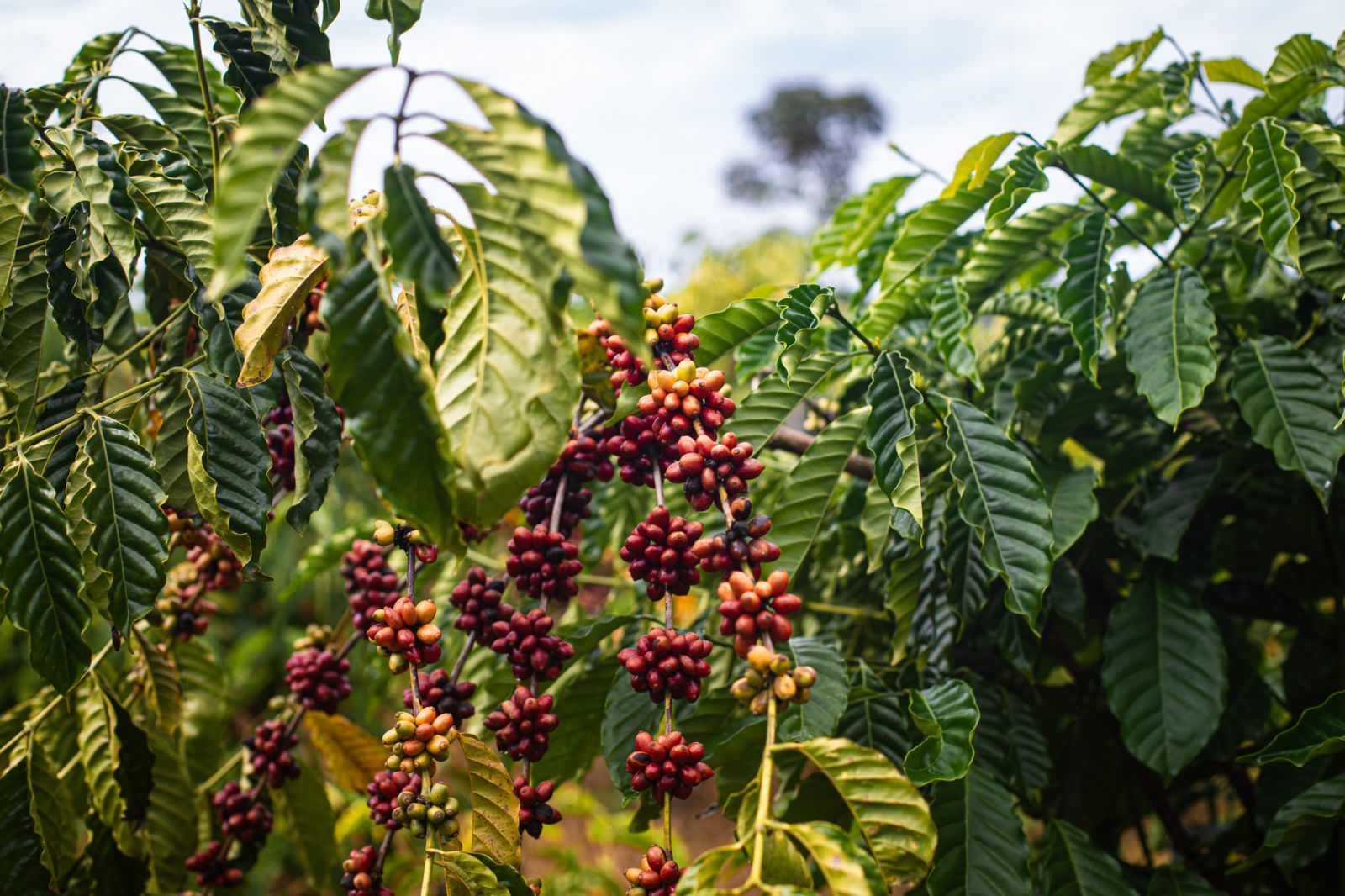 O produto já é consumido em diversas casas da capital e até no exterior